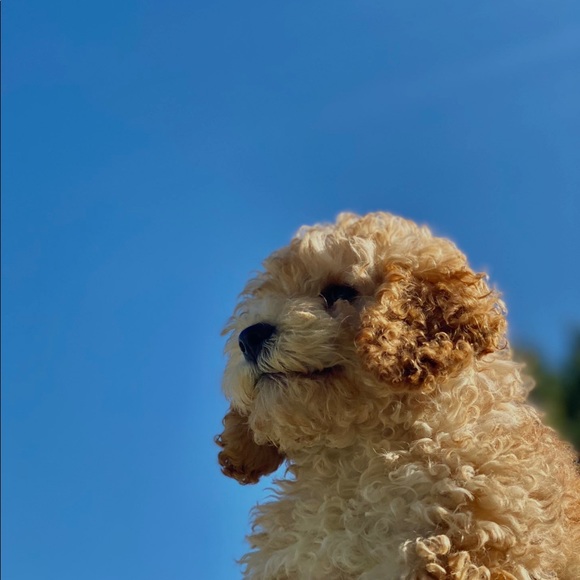 Meet your Posher, Lucas - Picture 1 of 1